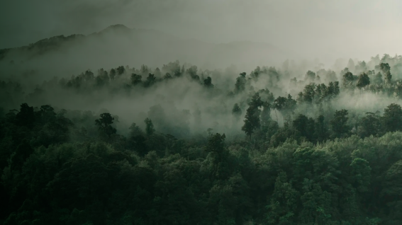 Sustainability - Thumbnail