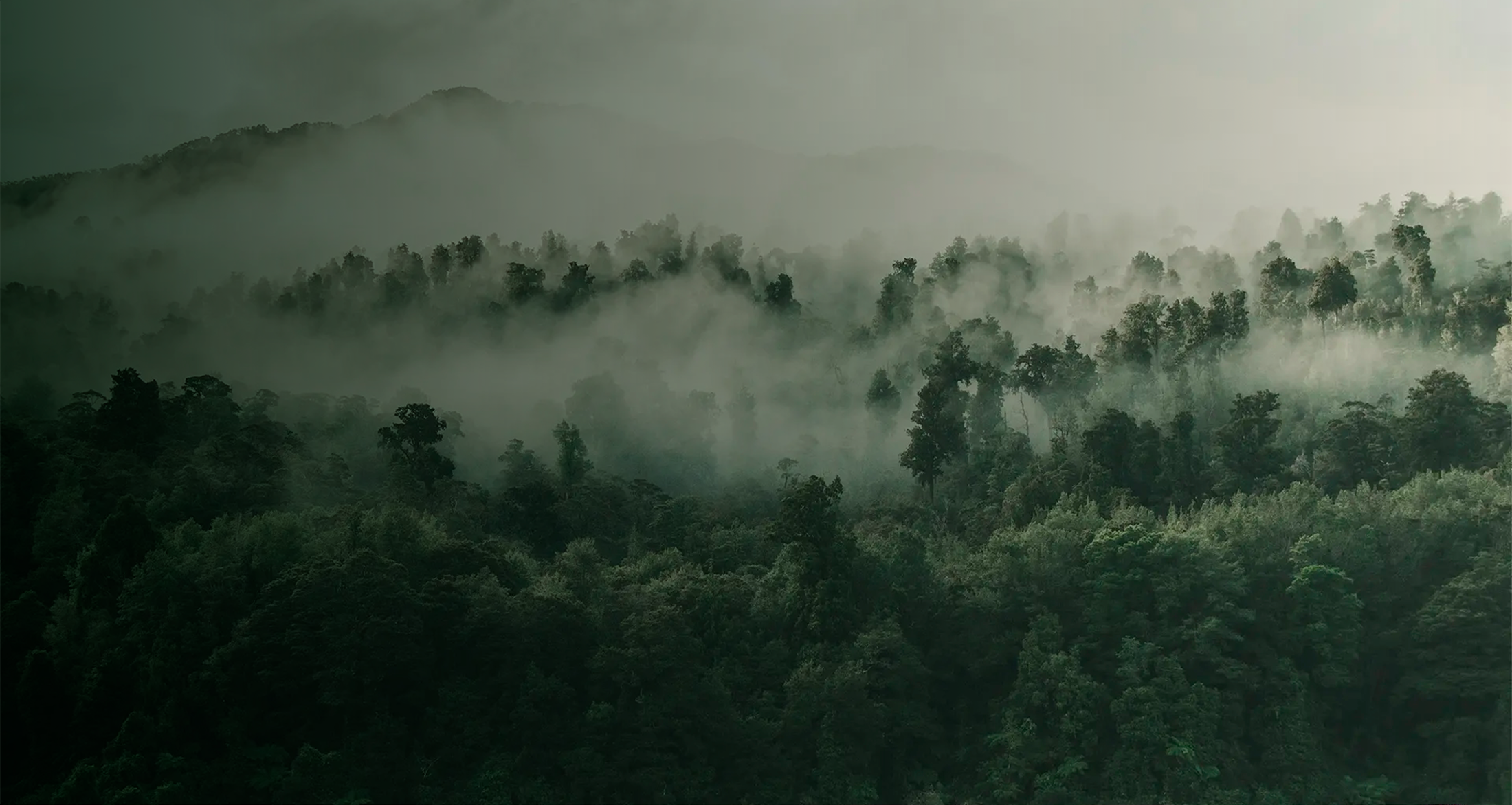 Aerial view of a rainforest