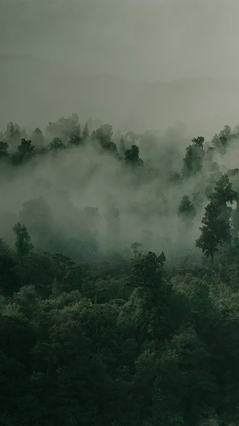 Aerial view of a rainforest